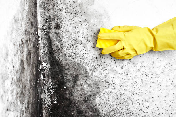 Professional Mold Removal in Encinal, TX