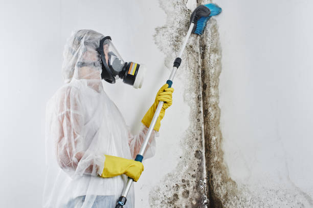 Best Emergency Mold Removal  in Encinal, TX