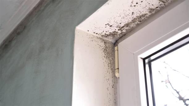 Crawl Space Mold Removal in Encinal, TX