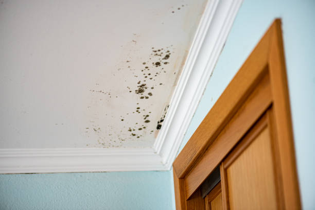 Best Home Mold Removal  in Encinal, TX