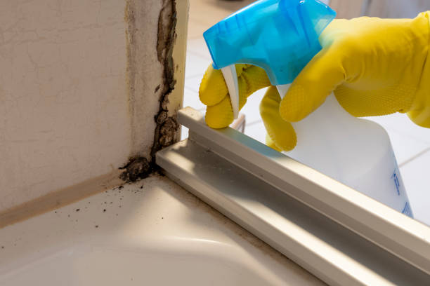 Best Fast Mold Removal  in Encinal, TX