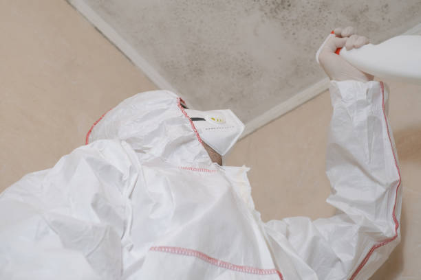 Home Mold Removal in Encinal, TX
