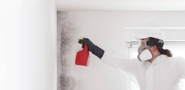 Best Commercial Mold Removal  in Encinal, TX
