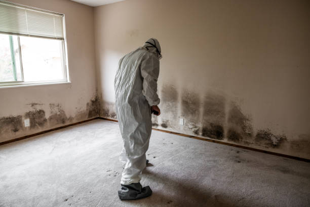 Best Affordable Mold Removal  in Encinal, TX