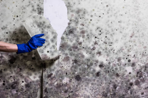 Best Black Mold Removal  in Encinal, TX