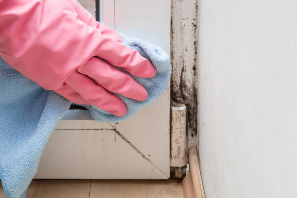 Best Attic Mold Removal  in Encinal, TX